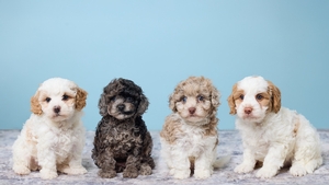 Riana and Reo Cavapoo Puppies